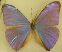 モルフォ蝶