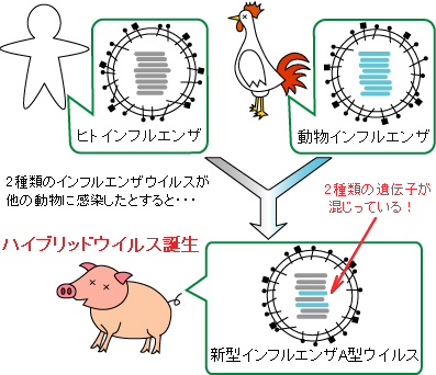 ハイブリッドウイルスができるまで