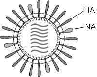 ウイルスの構造